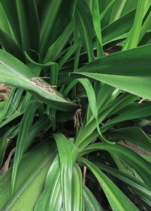 Crinum Lily Plant😍
