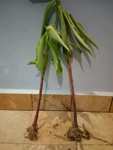 Insulin Plant With Bulb
