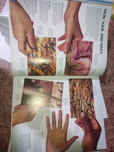 The Visual Encyclopedia Of Everything (Books For K