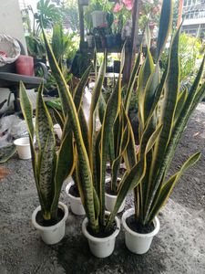 Snake Plant
