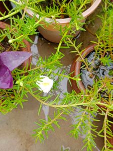 Combo Of 20 Stems OfWhite Portulaca Nd Red Purlane