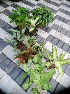 10 Live Root Plants