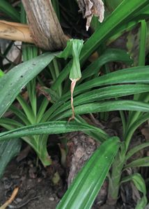 Crinum Lily Plant😍