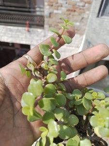 JADE PLANT CUTTINGS PACK OF 2.