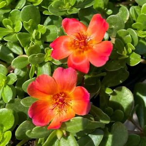 Combo Of 20 Stems OfWhite Portulaca Nd Red Purlane
