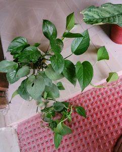 Set 2 Money &amp; Plants