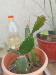 Dragon Fruit 🐡 Plant Healthy Roots