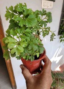 Set 4 Pandanus Veitchii&amp; Never.&amp;Purple Heart &amp;ming