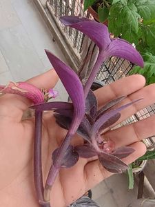 PurpleHeart 4-5 Real With Root