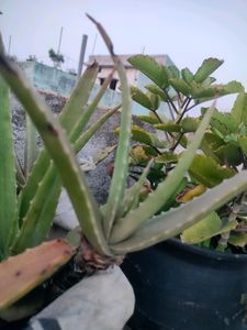 Aloevera Saplings