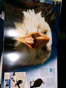 Illustrated Animal Encyclopedia