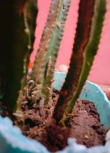 Cactus Plant