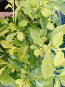 SALE 💥💥🌟Elegant Golden Duranta Plant 🌿✨✨🌿