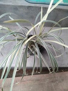 Adenium Seeds and plants combo offer