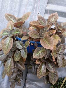 Episcia Plant