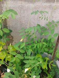 Sangu Poo White 3 Live Plant