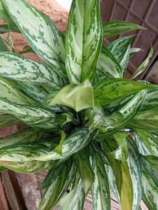 Aglaonema Plant