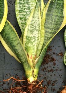 1-Snake Plant