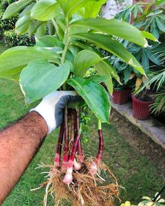 Insulin Plant - Remedy For Blood Sugar
