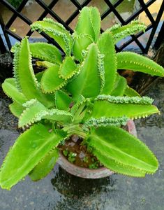 Artificial Plant