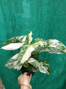 Sygonium Albo Variegat