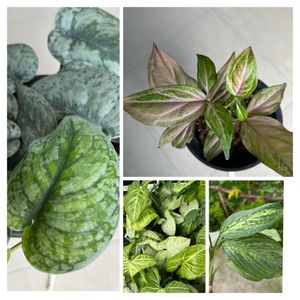 House Plant
