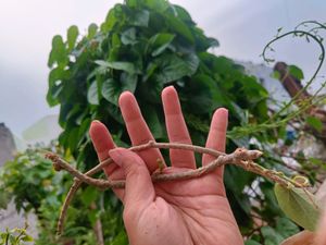Rare Thippatheega/ Giloy Ayurvedic Plant