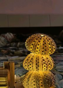 Urchin Shells - Rare
