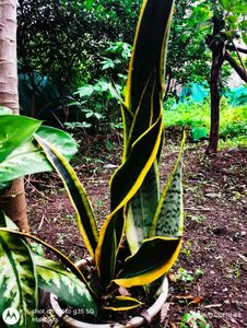 Dieffenbachia &amp; Snake Plant Duo