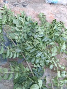 anti dandruff shampoo