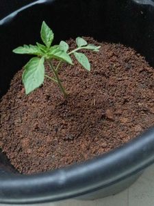 Tomato Plant