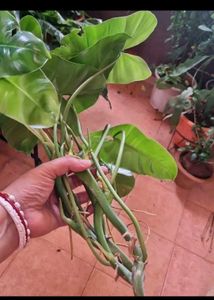 Philodendron Burle-marxii