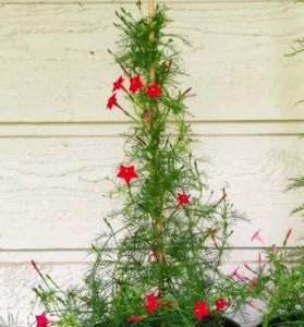 Red Creeper Wine Seeds