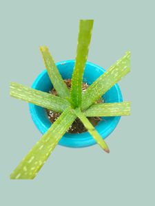 Small Aloe Vera Plant