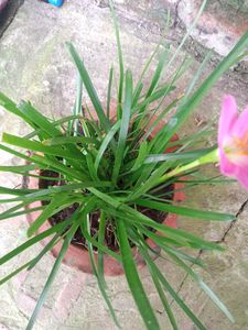 Rani Lily Plants