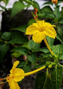 4&#39;o Clock Flower Seeds