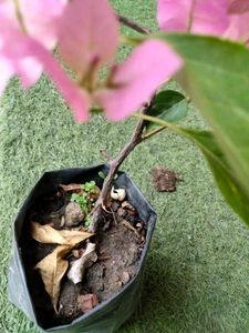 Bourgainvilleas Combo