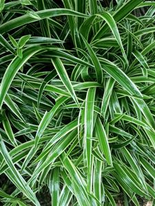 spider plant