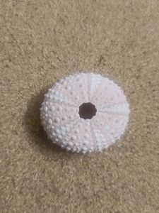 Sea Urchin