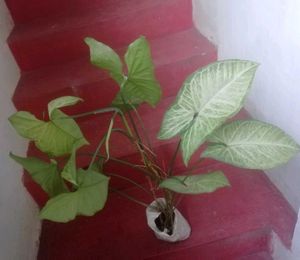 Pack 2 Arrowhead Zabronics plantS