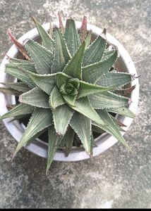 Variegated Haworthia ( Fairies Washboard)