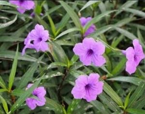 Justicia pectoralis plant 🌵
