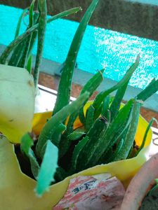 Alovera Live Plants