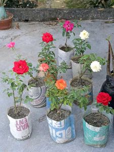 Colourful Rose Live Plant Pack Of 2