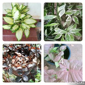 You Can Select 10 Live Root Plants