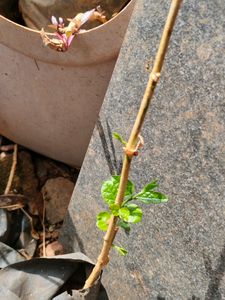 Rose Malli 4plant Combo