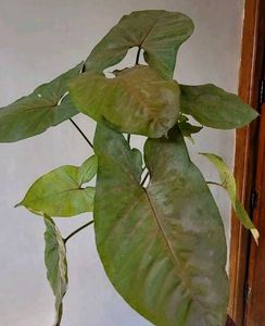 3 Set Mexican petunia/Arrohead/Moses In cardle