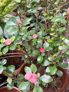 Crown of Thorns Plant