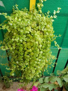 10 Entangled Heart Cuttings. Pretty Hanging Plant