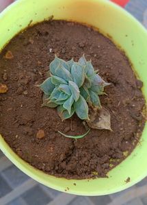 Set Of 4 Succulent (Without Pot)